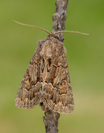73.109 BF2303 Straw Underwing Thalpophila matura