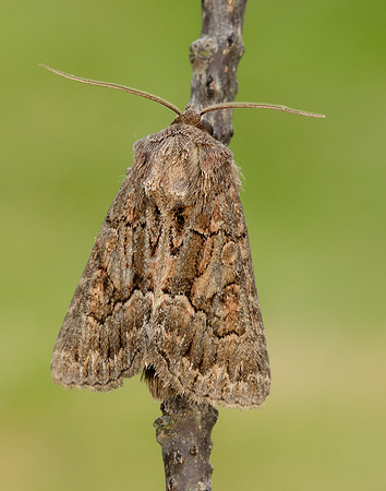 73.109 BF2303 Straw Underwing Thalpophila matura