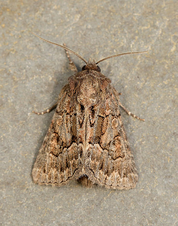 73.109 BF2303 Straw Underwing Thalpophila matura