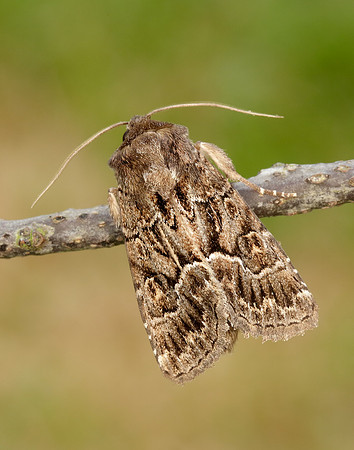 73.109 BF2303 Straw Underwing Thalpophila matura