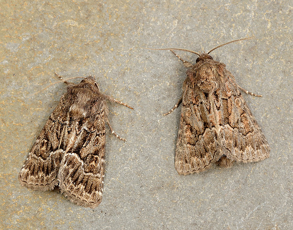 73.109 BF2303 Straw Underwing Thalpophila matura
