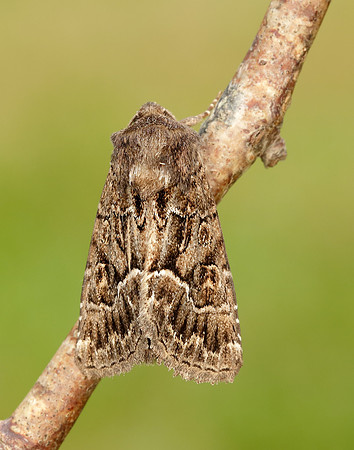73.109 BF2303 Straw Underwing Thalpophila matura