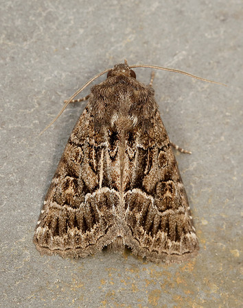 73.109 BF2303 Straw Underwing Thalpophila matura