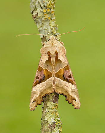 73.113 BF2306 Angle Shades Phlogophora meticulosa