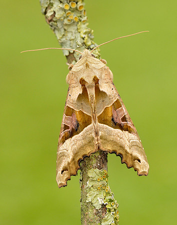 73.113 BF2306 Angle Shades Phlogophora meticulosa