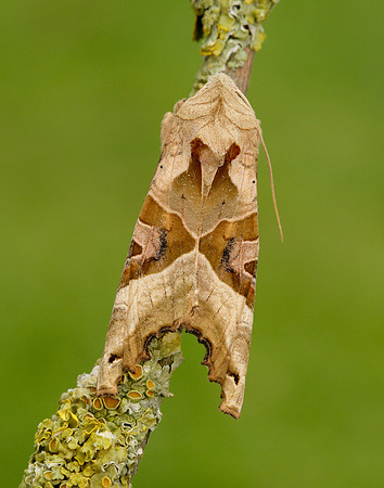 73.113 BF2306 Angle Shades Phlogophora meticulosa