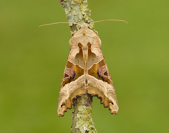 73.113 BF2306 Angle Shades Phlogophora meticulosa