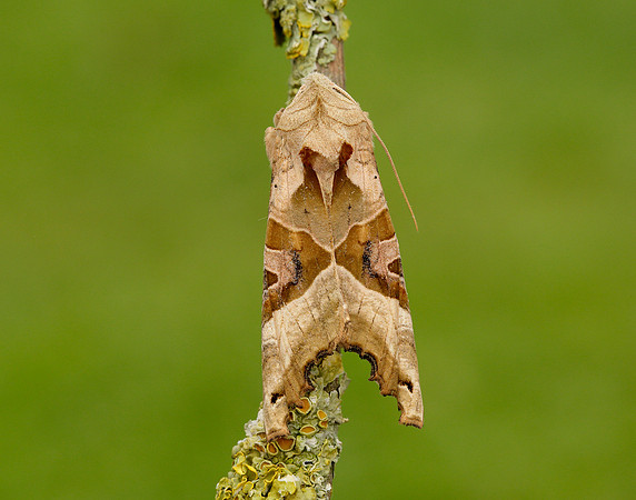 73.113 BF2306 Angle Shades Phlogophora meticulosa