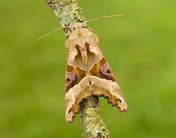73.113 BF2306 Angle Shades Phlogophora meticulosa