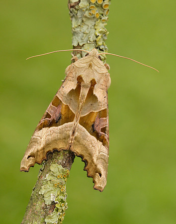 73.113 BF2306 Angle Shades Phlogophora meticulosa