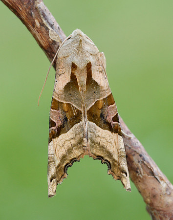 73.113 BF2306 Angle Shades Phlogophora meticulosa
