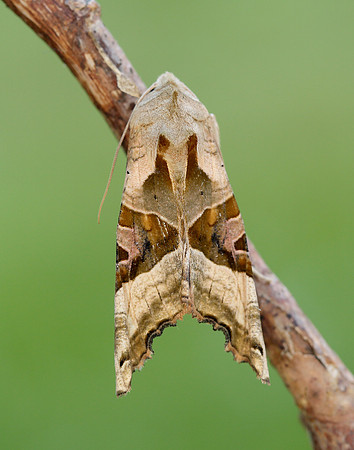 73.113 BF2306 Angle Shades Phlogophora meticulosa