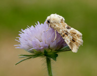 73.120 BF2352 Dusky Sallow Eremobia ochroleuca