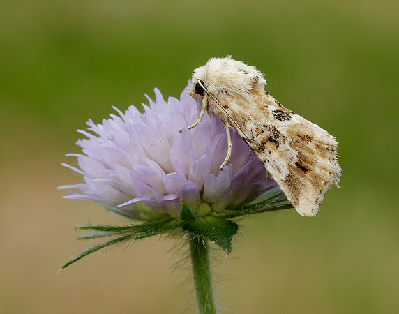 73.120 BF2352 Dusky Sallow Eremobia ochroleuca