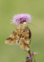 73.120 BF2352 Dusky Sallow Eremobia ochroleuca