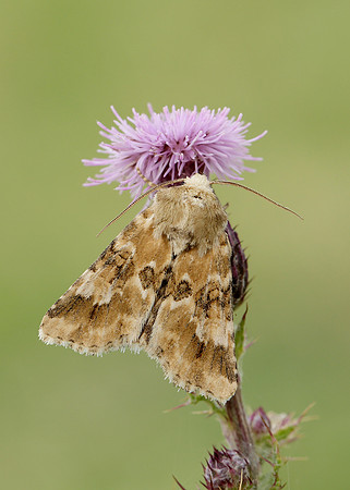 73.120 BF2352 Dusky Sallow Eremobia ochroleuca
