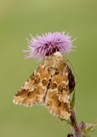 73.120 BF2352 Dusky Sallow Eremobia ochroleuca