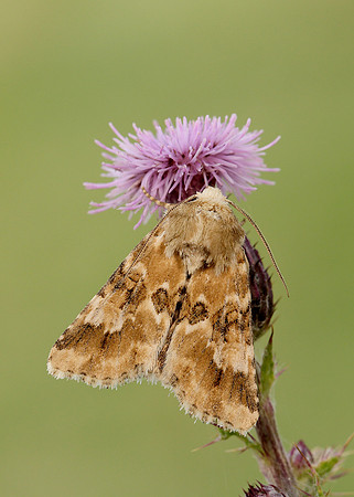 73.120 BF2352 Dusky Sallow Eremobia ochroleuca