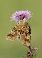 73.120 BF2352 Dusky Sallow Eremobia ochroleuca