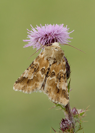 73.120 BF2352 Dusky Sallow Eremobia ochroleuca