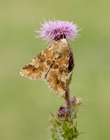 73.120 BF2352 Dusky Sallow Eremobia ochroleuca