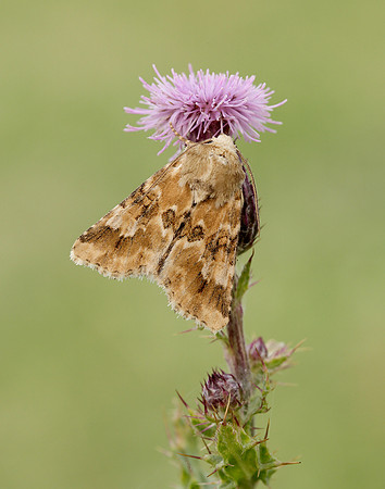 73.120 BF2352 Dusky Sallow Eremobia ochroleuca