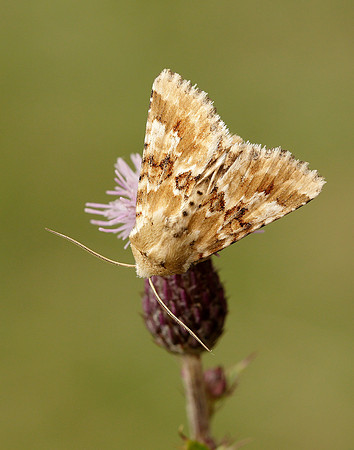 73.120 BF2352 Dusky Sallow Eremobia ochroleuca