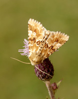 73.120 BF2352 Dusky Sallow Eremobia ochroleuca