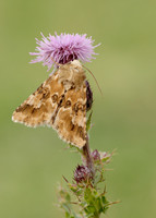 73.120 BF2352 Dusky Sallow Eremobia ochroleuca