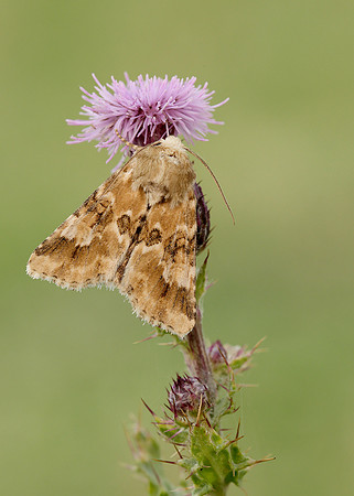 73.120 BF2352 Dusky Sallow Eremobia ochroleuca
