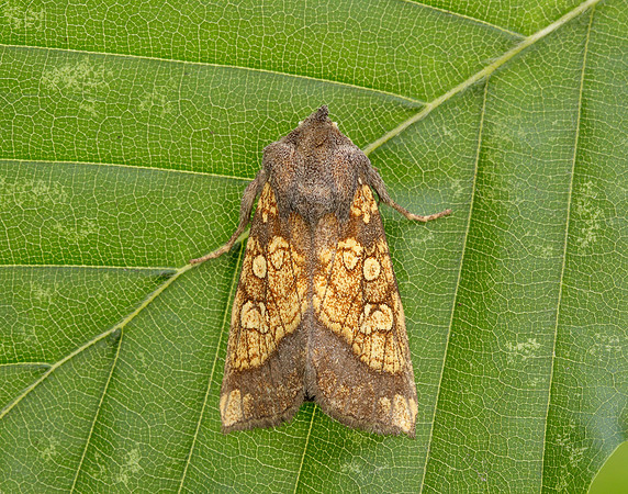 73.121 BF2364 Frosted Orange Gortyna flavago