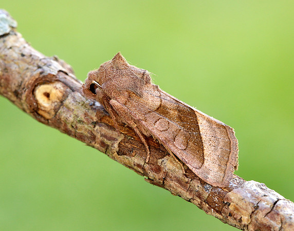 73.123 BF2361 Rosy Rustic Hydraecia micacea