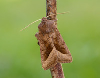 73.123 BF2361 Rosy Rustic Hydraecia micacea