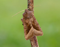 73.123 BF2361 Rosy Rustic Hydraecia micacea