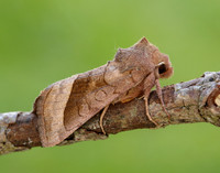 73.123 BF2361 Rosy Rustic Hydraecia micacea