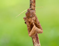 73.123 BF2361 Rosy Rustic Hydraecia micacea