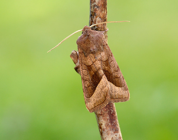 73.123 BF2361 Rosy Rustic Hydraecia micacea