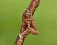 73.123 BF2361 Rosy Rustic Hydraecia micacea