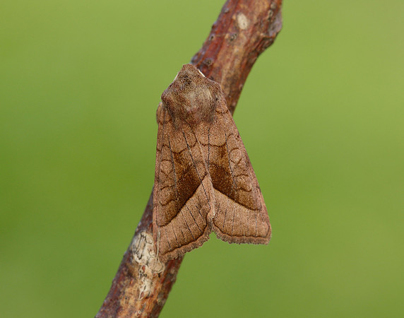 73.123 BF2361 Rosy Rustic Hydraecia micacea