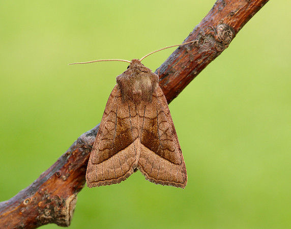 73.123 BF2361 Rosy Rustic Hydraecia micacea