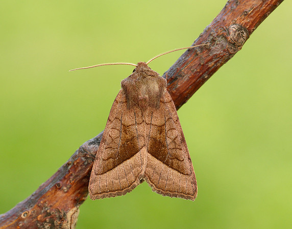 73.123 BF2361 Rosy Rustic Hydraecia micacea