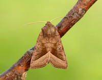 73.123 BF2361 Rosy Rustic Hydraecia micacea