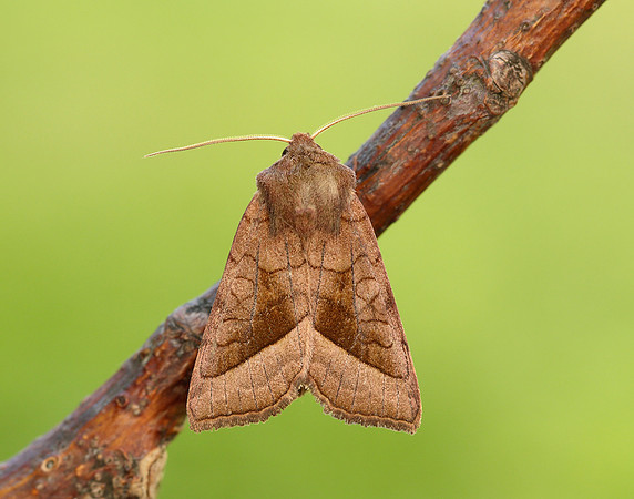 73.123 BF2361 Rosy Rustic Hydraecia micacea