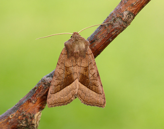 73.123 BF2361 Rosy Rustic Hydraecia micacea
