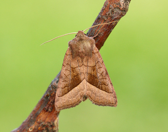 73.123 BF2361 Rosy Rustic Hydraecia micacea