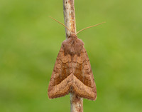 73.123 BF2361 Rosy Rustic Hydraecia micacea