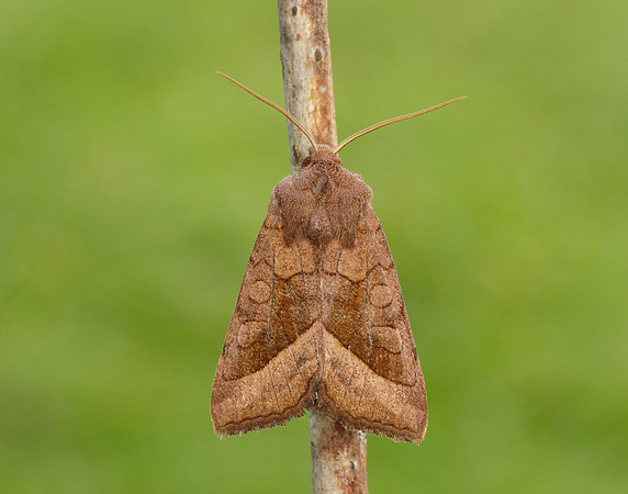 73.123 BF2361 Rosy Rustic Hydraecia micacea