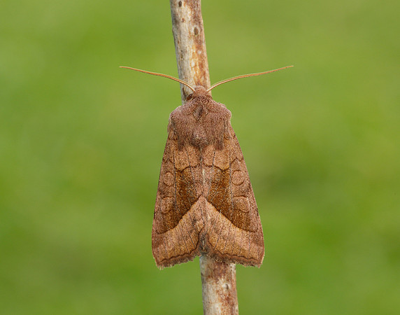 73.123 BF2361 Rosy Rustic Hydraecia micacea