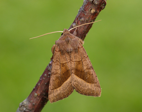 73.123 BF2361 Rosy Rustic Hydraecia micacea