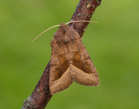 73.123 BF2361 Rosy Rustic Hydraecia micacea
